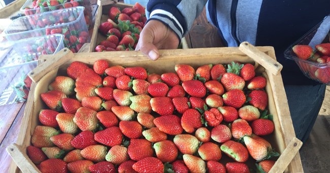 Gaza set to export strawberries despite imposed siege