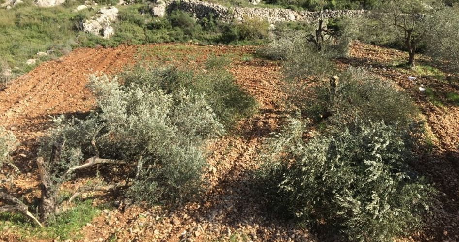Settlers destroy olive trees in western Salfit