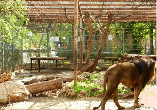 Dozens of animals evacuated from Gaza zoo to sanctuaries