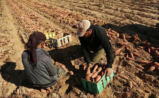 Gaza's red potato harvest, brief respite in world�s largest air prison
