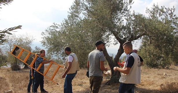IOF prevents Palestinian farmers from picking olives north of Tulkarem