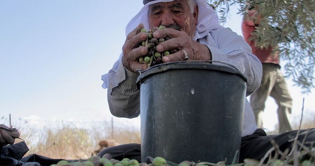 Early olive picking in the occupied West Bank: Big losses