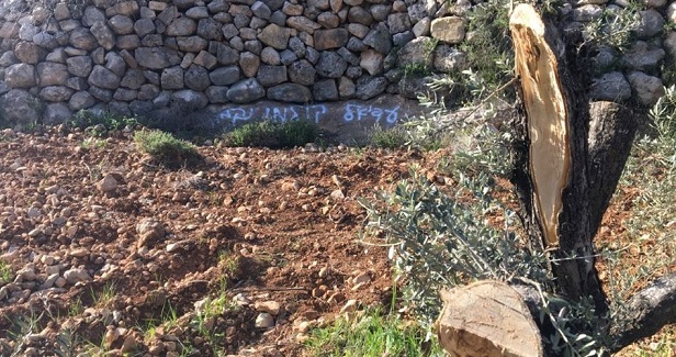 IOA cuts off dozens of Palestinian olive trees