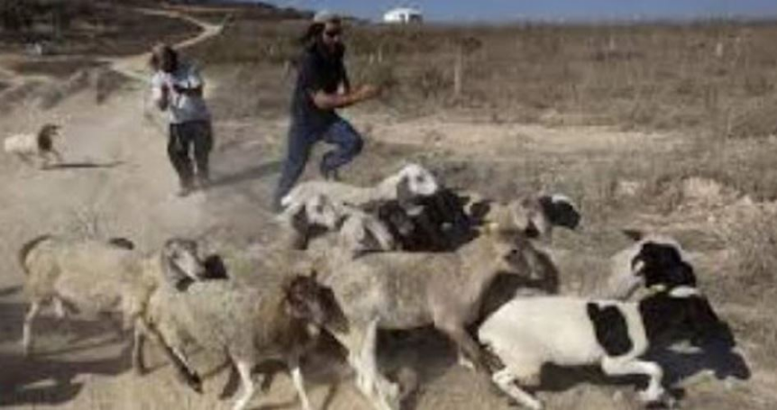 Jewish settlers steal sheep from W. Bank town of Jalud