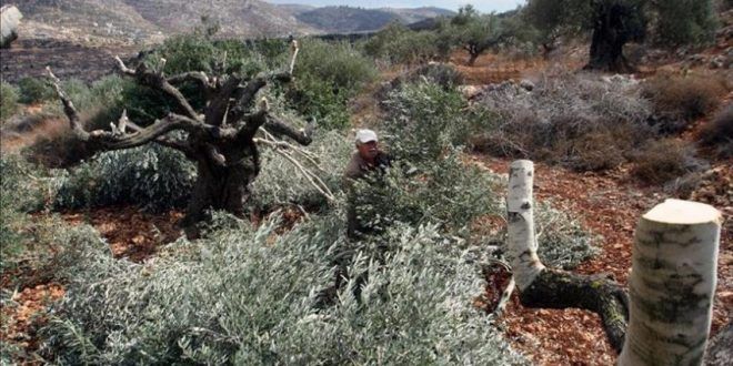 Settlers cut down 70 olive trees in Sa�ir village