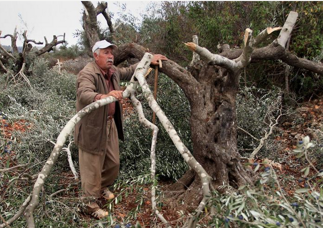 Jewish settlers destroy 65 olive saplings south of Nablus
