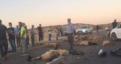 Palestinian shepherd survives as settler runs over sheep in al-Khalil