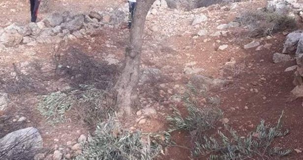 Israeli settlers steal olive harvest in West Bank village