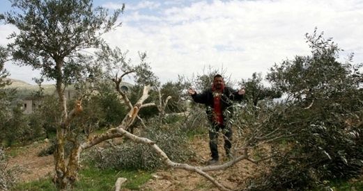Settlers destroy olive trees in Huwara town near Nablus