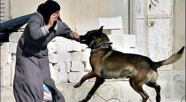 B�Tselem: Israeli army brutally using Dutch dogs to attack Palestinian civilians