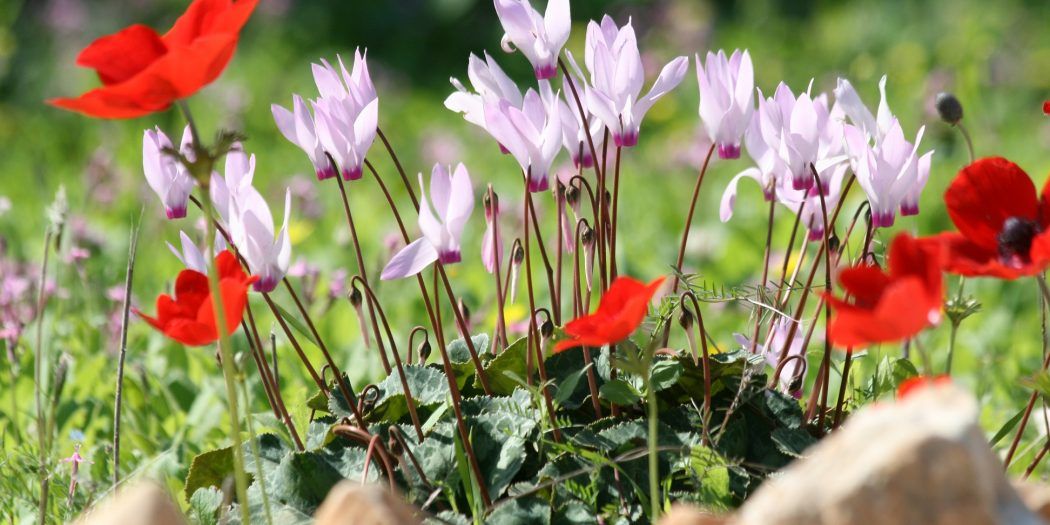 On World Environment Day: PCBS and Environment Quality Authority �Celebrating Biodiversity�