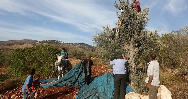 Olive season in Salfit threatened by wild swine attacks