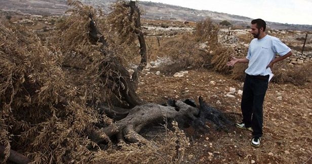Settlers uproot olive trees in Salfit