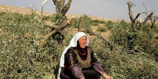 IOF uproot 450 Olive trees in Bardala, northern West Bank
