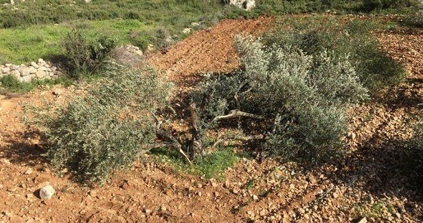 Israeli settlers raze lands, uproot trees in West Bank