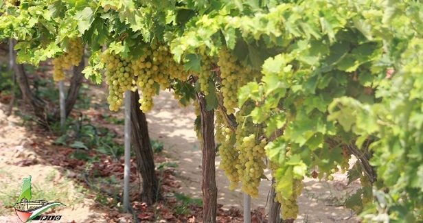 Beit Duqqu grape farmers lose markets to Jewish settlements