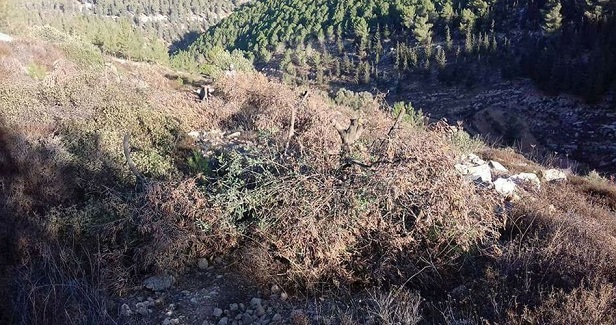 IOF uproots 350 fruitful trees west of Salfit