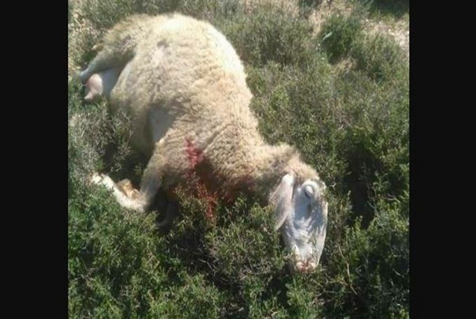 Israeli Settlers Attack Palestinian Shepherd, Slaughter his Flock of Sheep