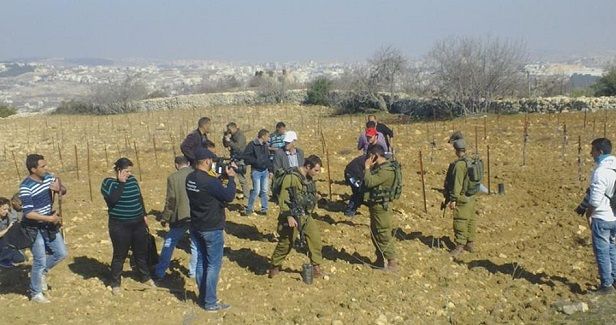 IOF uproots 400 olive trees near Bethlehem