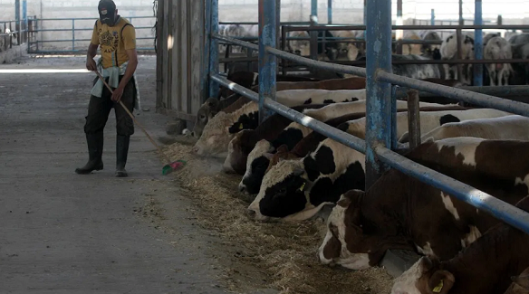 Israel releases 500 calves imported by Palestine meat traders
