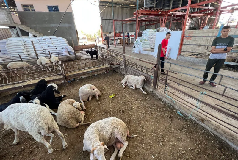 Palestinians in Gaza won't be able to offer qurbani as financial crisis deepens, farmers fear