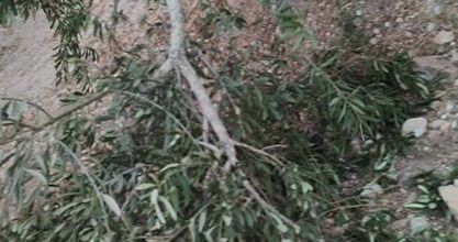 Settlers destroy dozens of olive trees in eastern Yatta