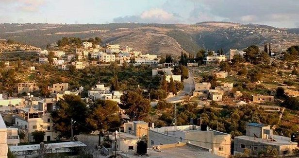 Settlers cut down dozens of perennial olive trees in Bethlehem