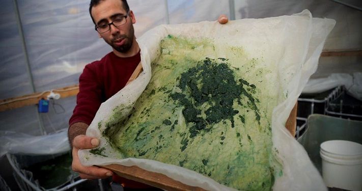 Despite lack of materials, Gazan extracts vitamins from algae