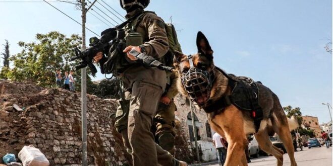 Israeli troops unleash military dog on surrendering Palestinian teenager