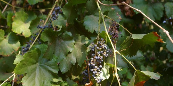 Settlers uproot hundreds of vine trees south of Bethlehem
