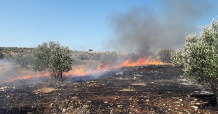 IOF bombs burn Palestinian farmlands in Qalqilya
