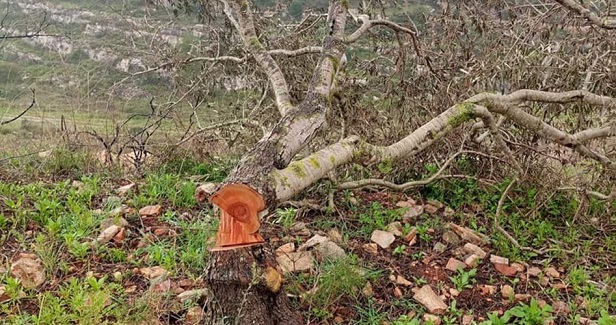 Settlers destroy dozens of olive trees in W. Bank