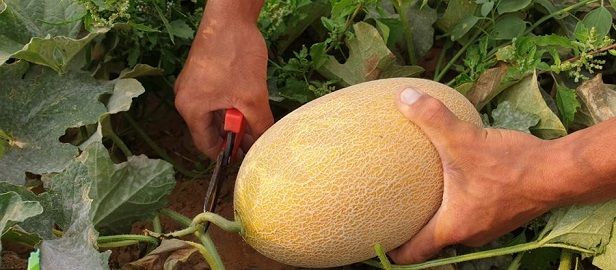Melon: Gazans' beloved fruit