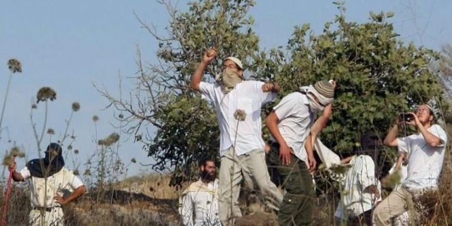 Jewish settlers destroy dozens of olive trees in al-Khalil