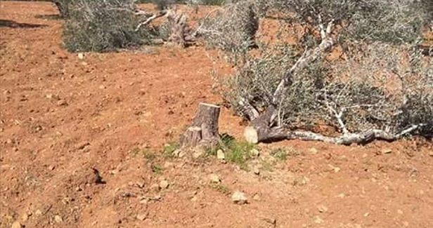 Dozens of Palestinian olive trees destroyed by Israel�s settler gangs