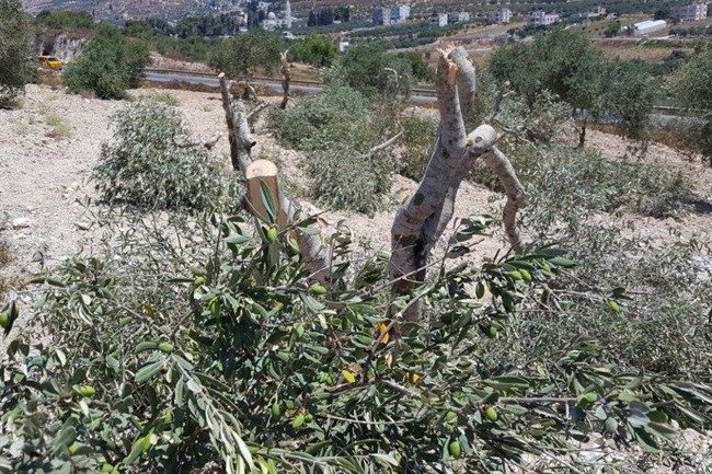 Israeli forces demolish agricultural structure in Masafer Yatta