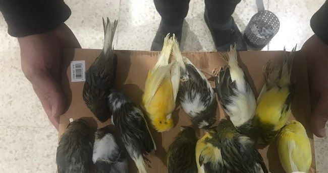 Israeli tear-gas kills dozens of birds in Sabastiya