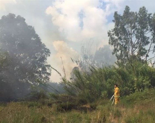 Incendiary balloon sparks fires in forest near Gaza