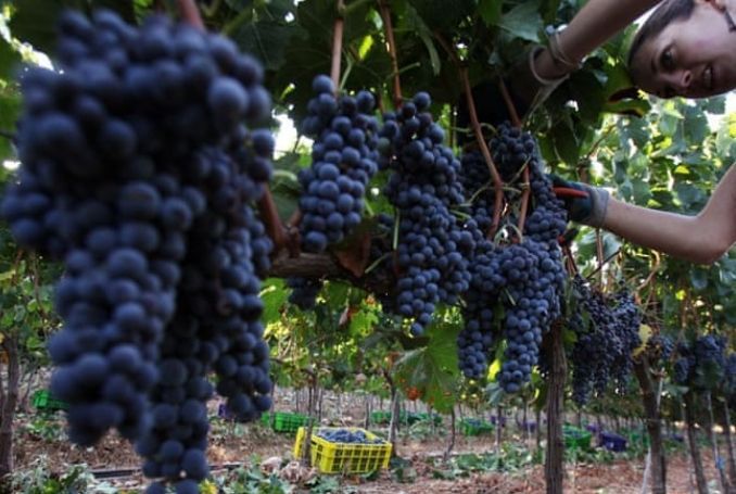Canadian Court Rules against �Made in Israel� Label on Settlement Wines