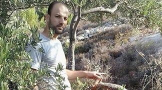 Israeli bulldozers destroy 22 olive trees to build road for settlers
