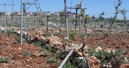 Jewish settlers destroy hundreds of grapevines in Khader town