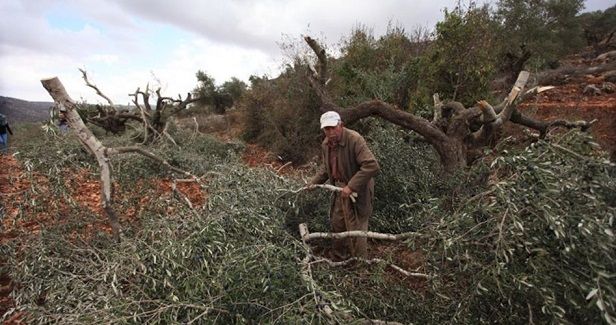 IOF uproots 250 olive trees in Salfit