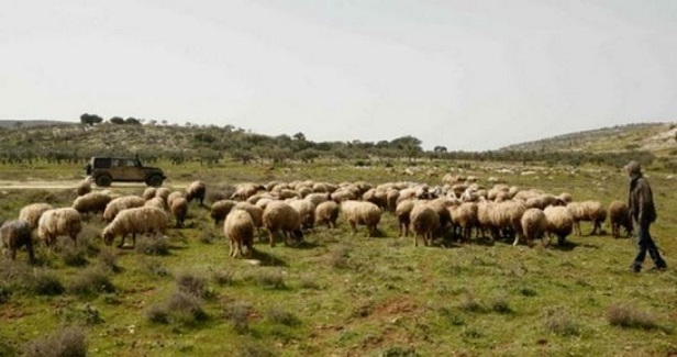 Israeli settlers steal dozens of sheep south of Nablus