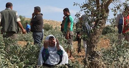 Jewish settlers wreak havoc on olive grove in southern Nablus