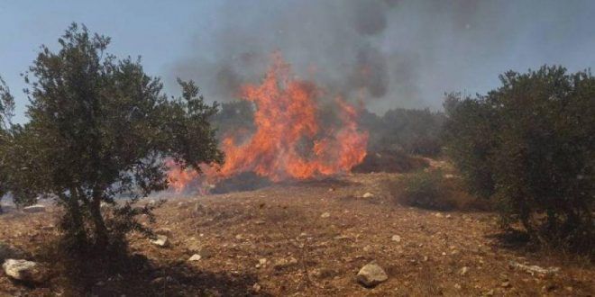 300 trees in Al-Tal village