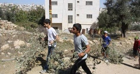 Israeli settlers creep into Palestinian land ,steal 400 olive seedlings