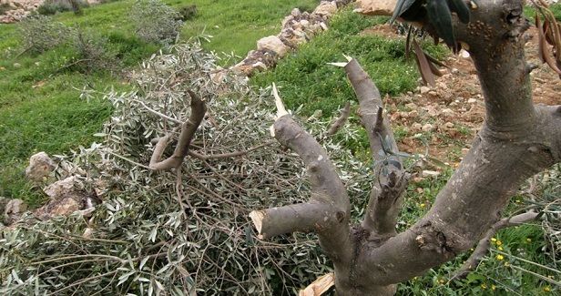 IOF, settlers chop down dozens of trees in al-Khalil