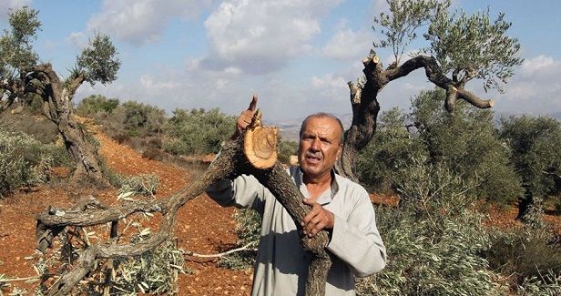 IOF uproots 250 olive trees west of Bethlehem