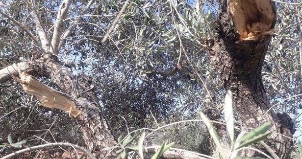 Israeli settlers cut down 118 olive trees in Nablus, Salfit
