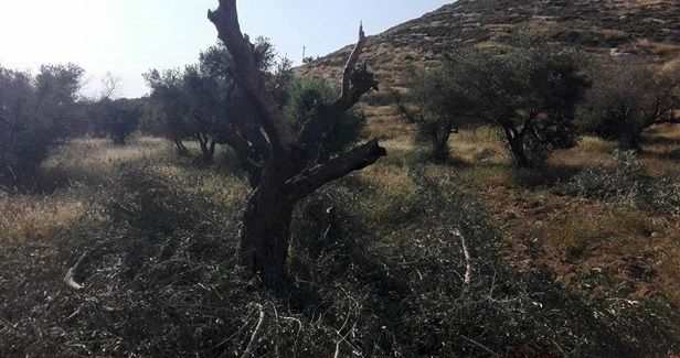 Jewish settlers cut down 20 olive trees in West Bank village